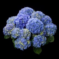 EARLY BLUE